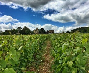 Burgundy Cycling, Gastronomy, and Wine