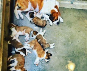 St. Bernard puppies at the Foundation Barry